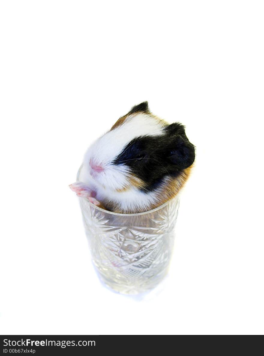 Baby guinea pig in the glass isolated