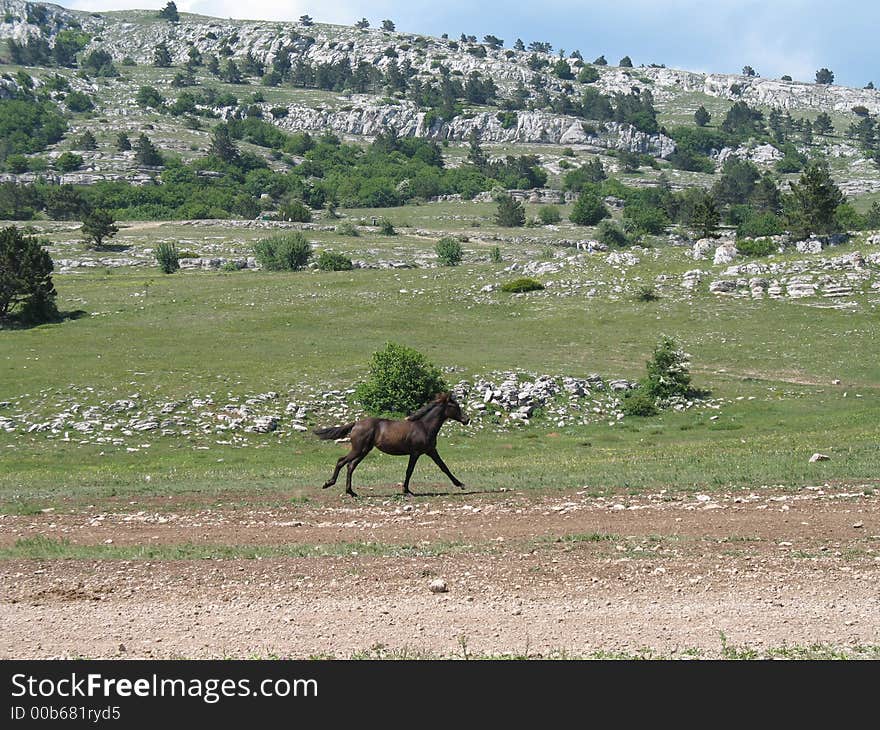 Crimea, Ai Petri Mountain, Horse