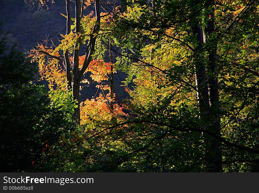 Colorful autumn forest in sunlight