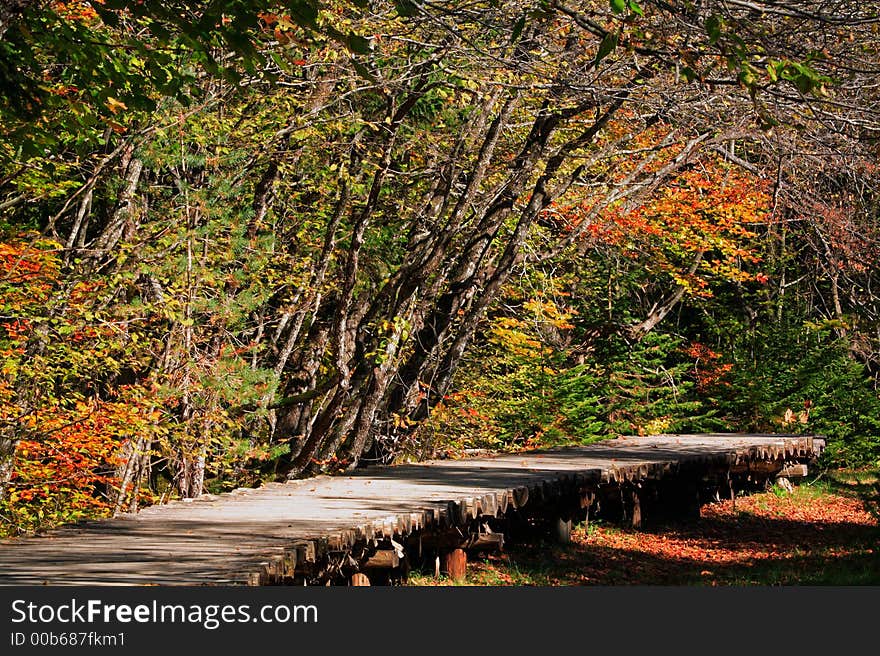 Path in colorful autumn forest. Path in colorful autumn forest