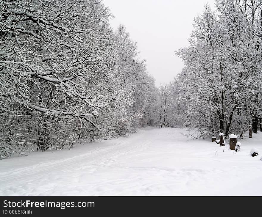 Winter forest road horizontal landscape with snow