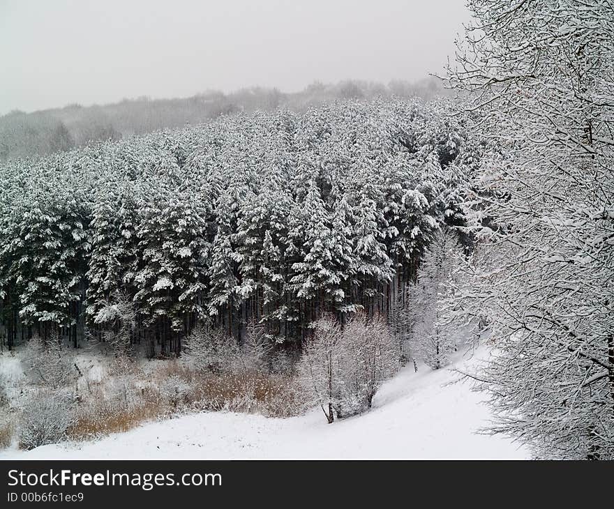 Winter horizontal landscape - snowy pines view from hill