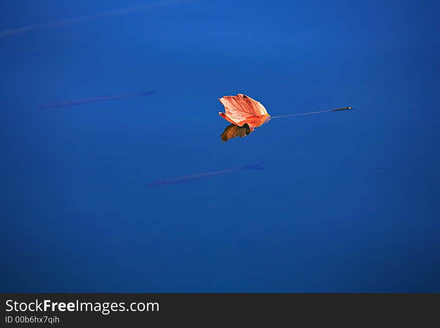 Autumn leaf on blue water