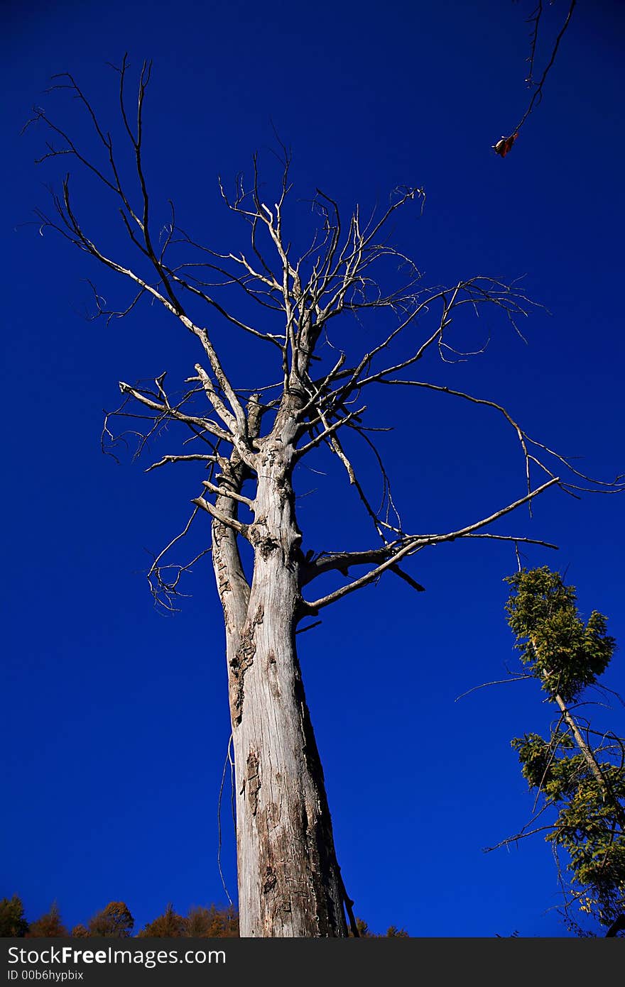 Dead and alive trees with blue sky
