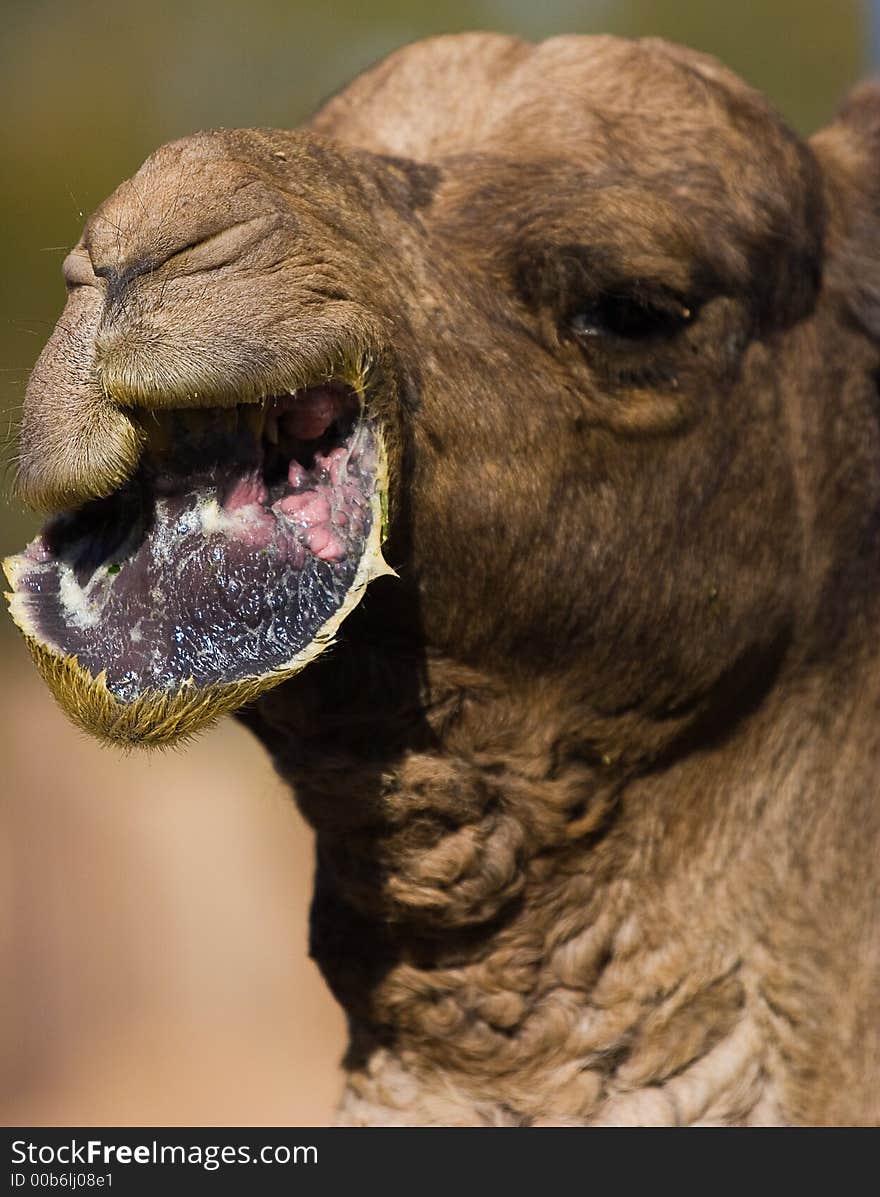 A camel chewing its food with its lip hanging down. A camel chewing its food with its lip hanging down.