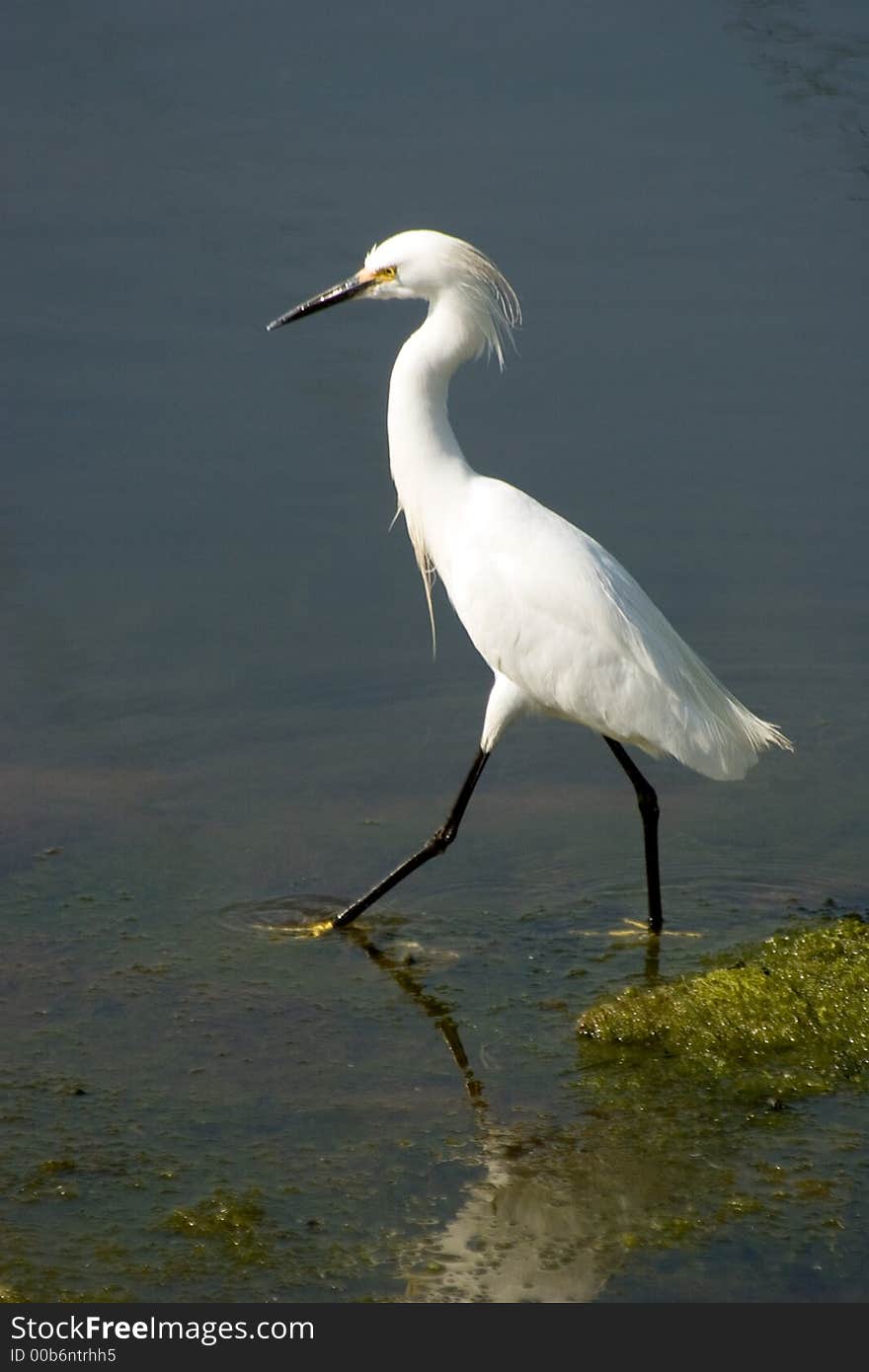 Egret Walking