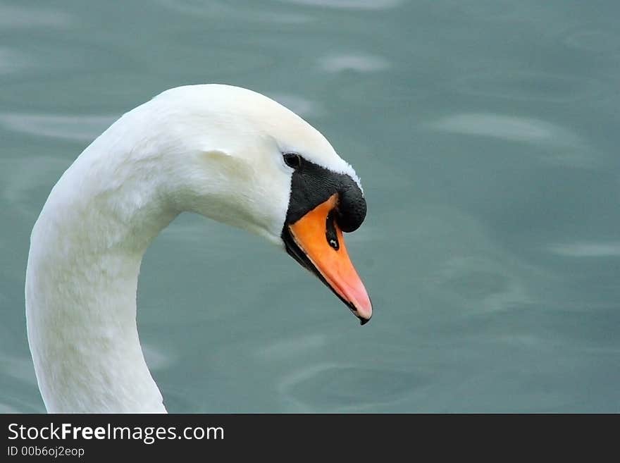 Swan