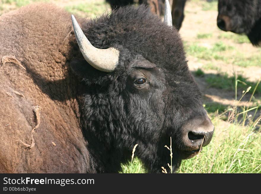 American Bison