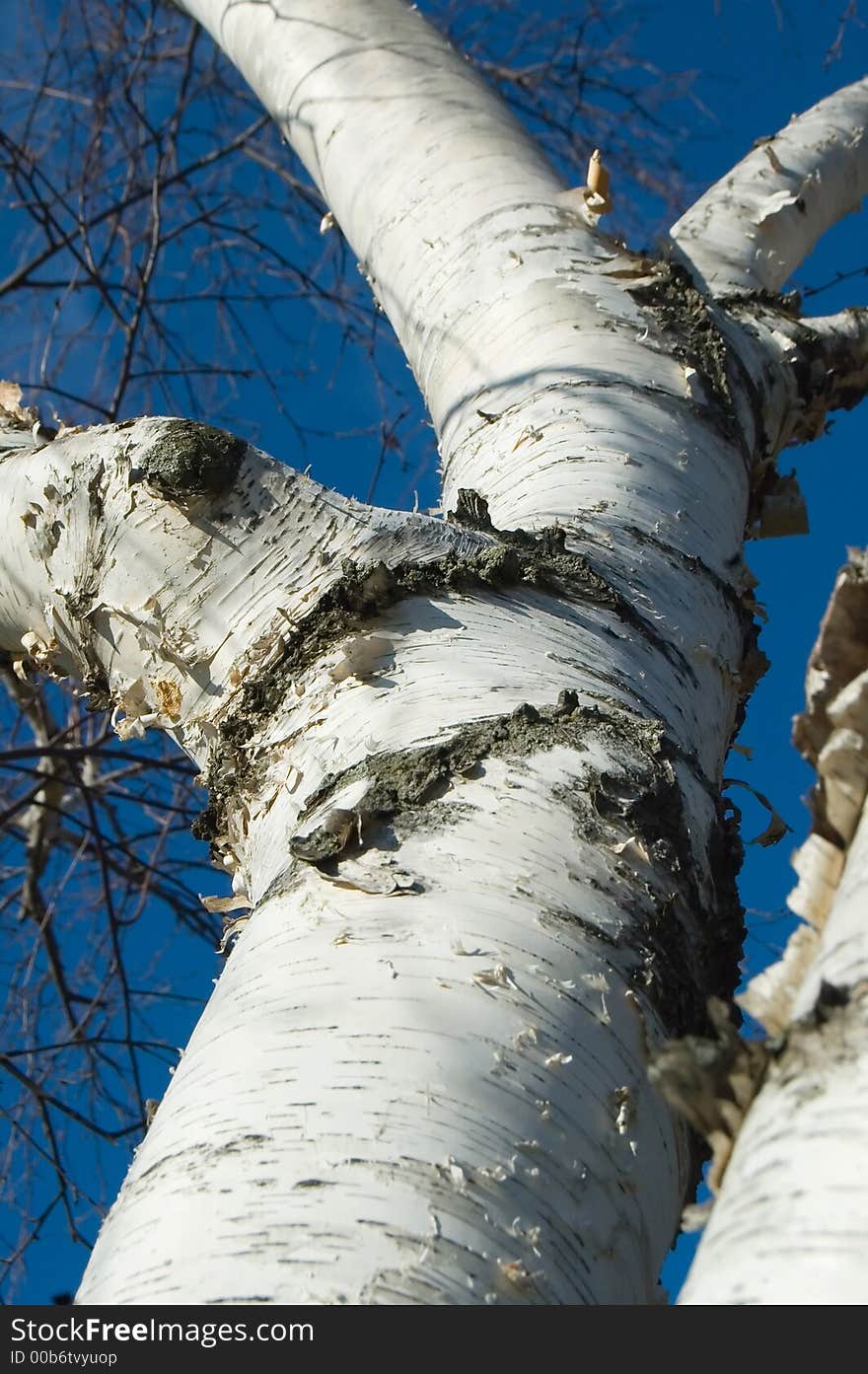 Birch Trunk