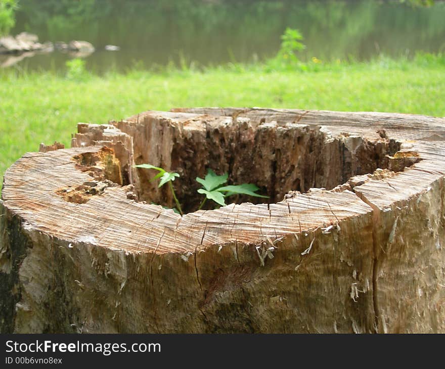 Cut off tree stump top view