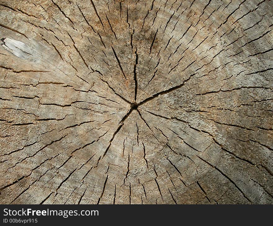 Side view of a tree trunk that was cut off. Side view of a tree trunk that was cut off