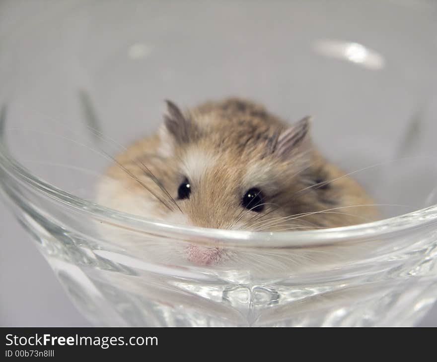 A macro of a hamster sitting in a glass cup. A macro of a hamster sitting in a glass cup