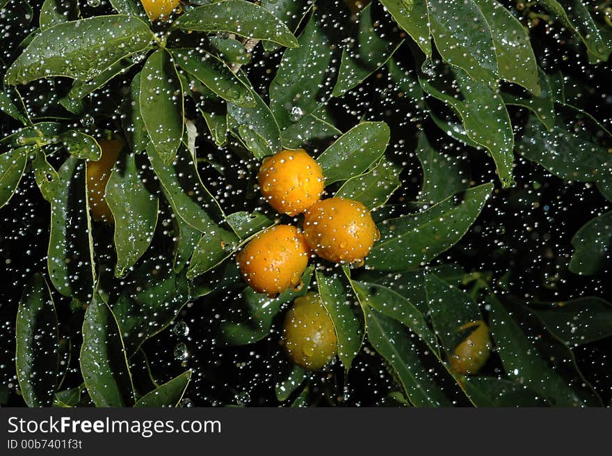 Small lemon from cina under the rain. Small lemon from cina under the rain