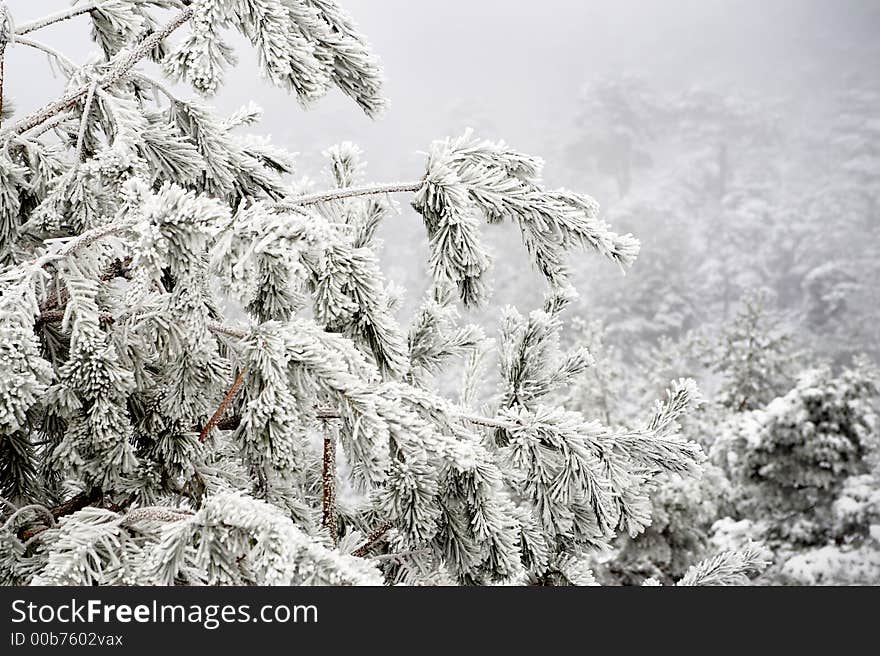 Frozen branches after a snow day. Misty background