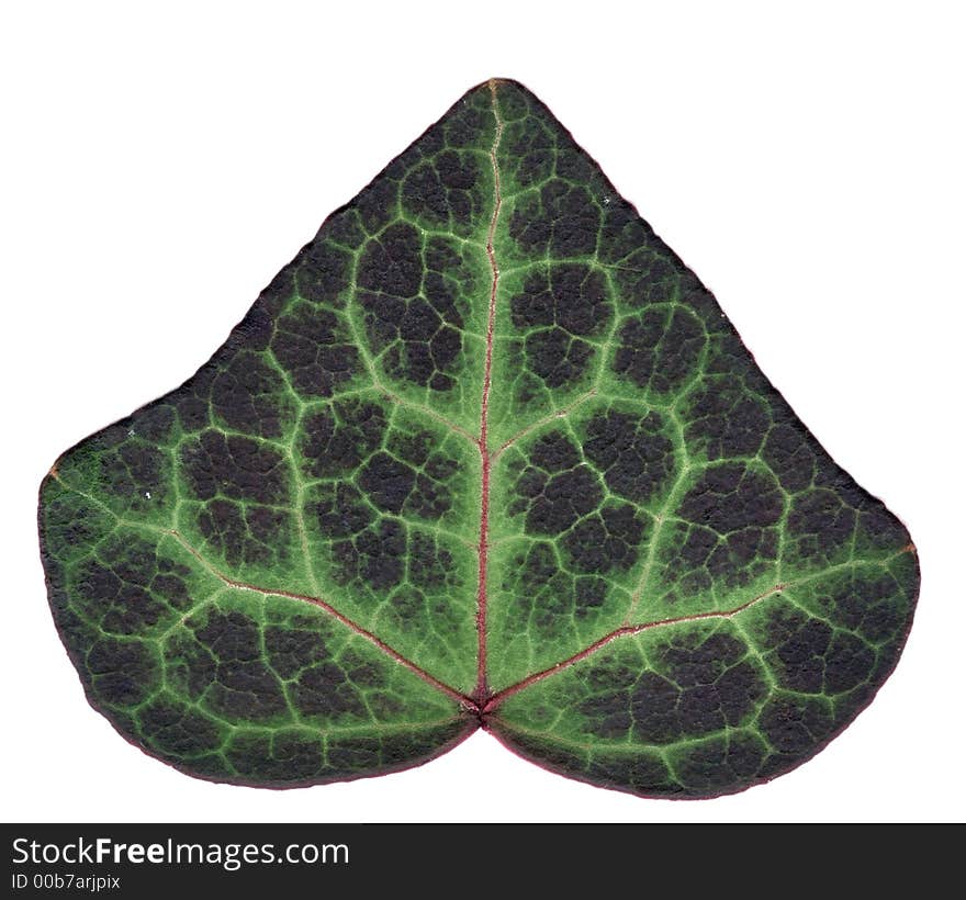 Very detailed ivy leaf and veins