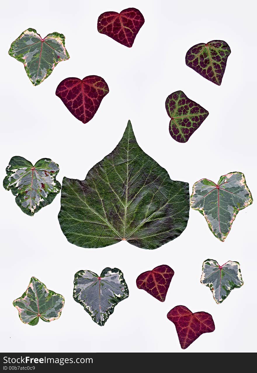 Collection of red and green ivy leafs. Collection of red and green ivy leafs