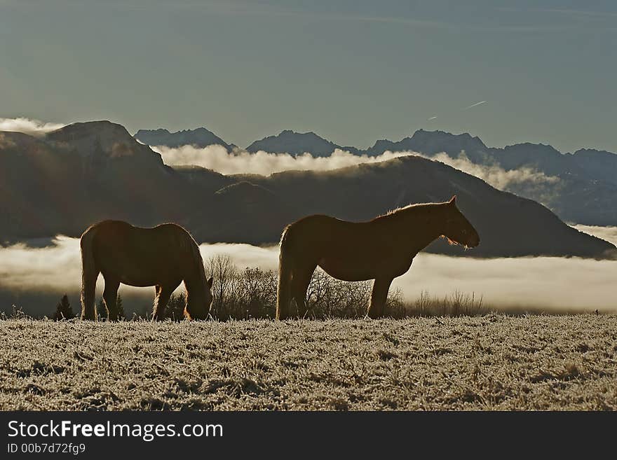 Horses In Snow