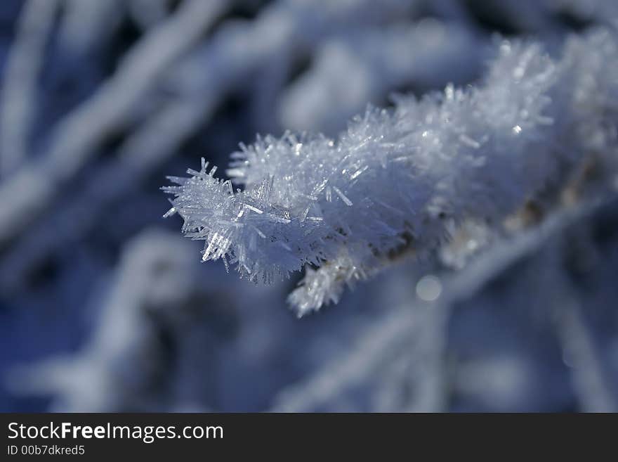 Connect frosted on a plant