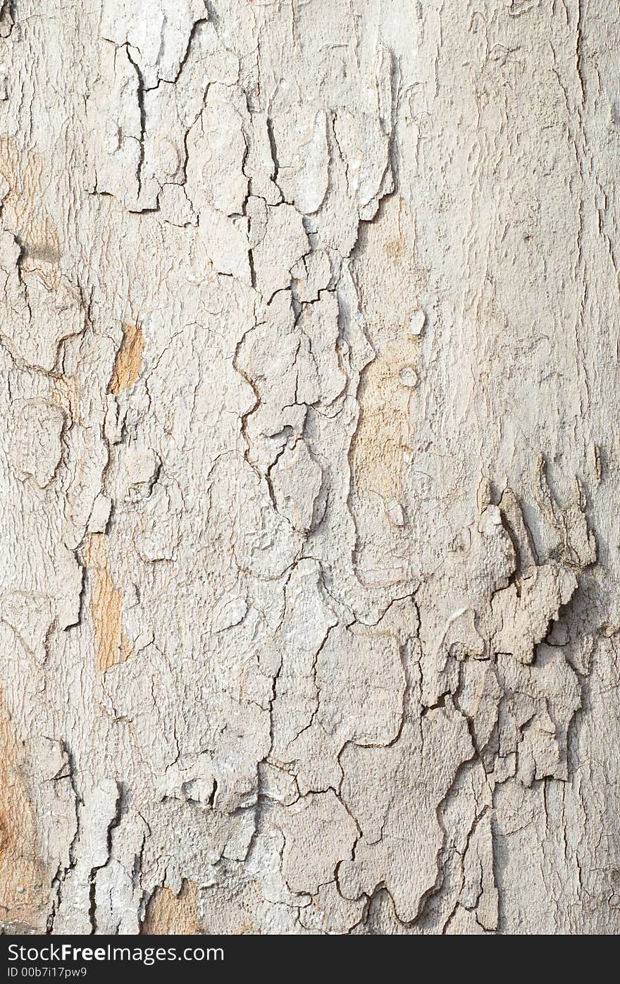 Platan bark texture