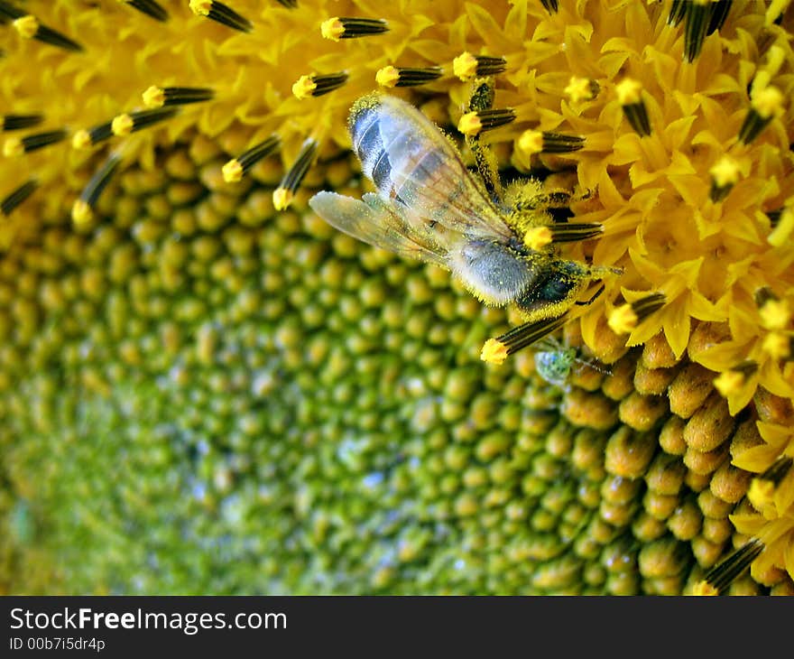 bee on sunflower collects honey. bee on sunflower collects honey