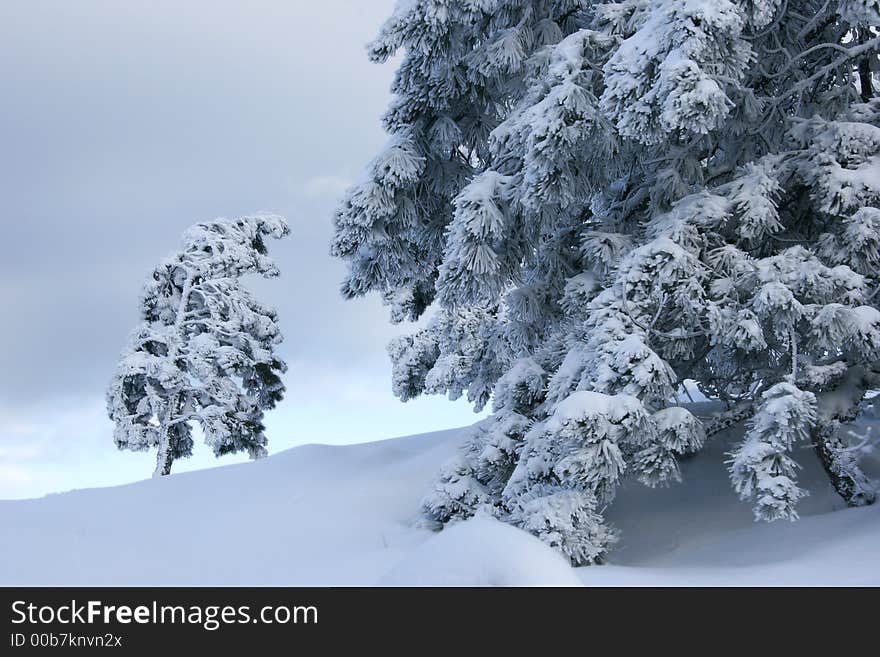 Big and small trees