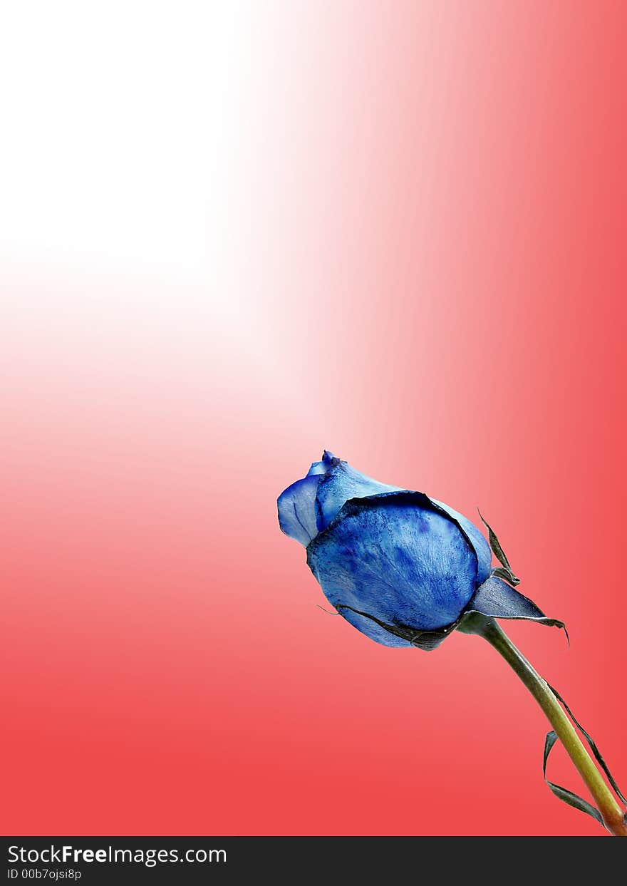 Blue rose flower on red gradient backgound