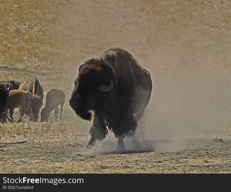 Buffalo Dusting Off