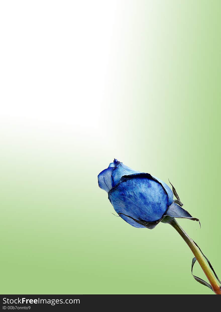 Blue rose flower on green gradient backgound