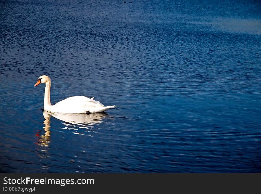 White Swan on a Blue Pond