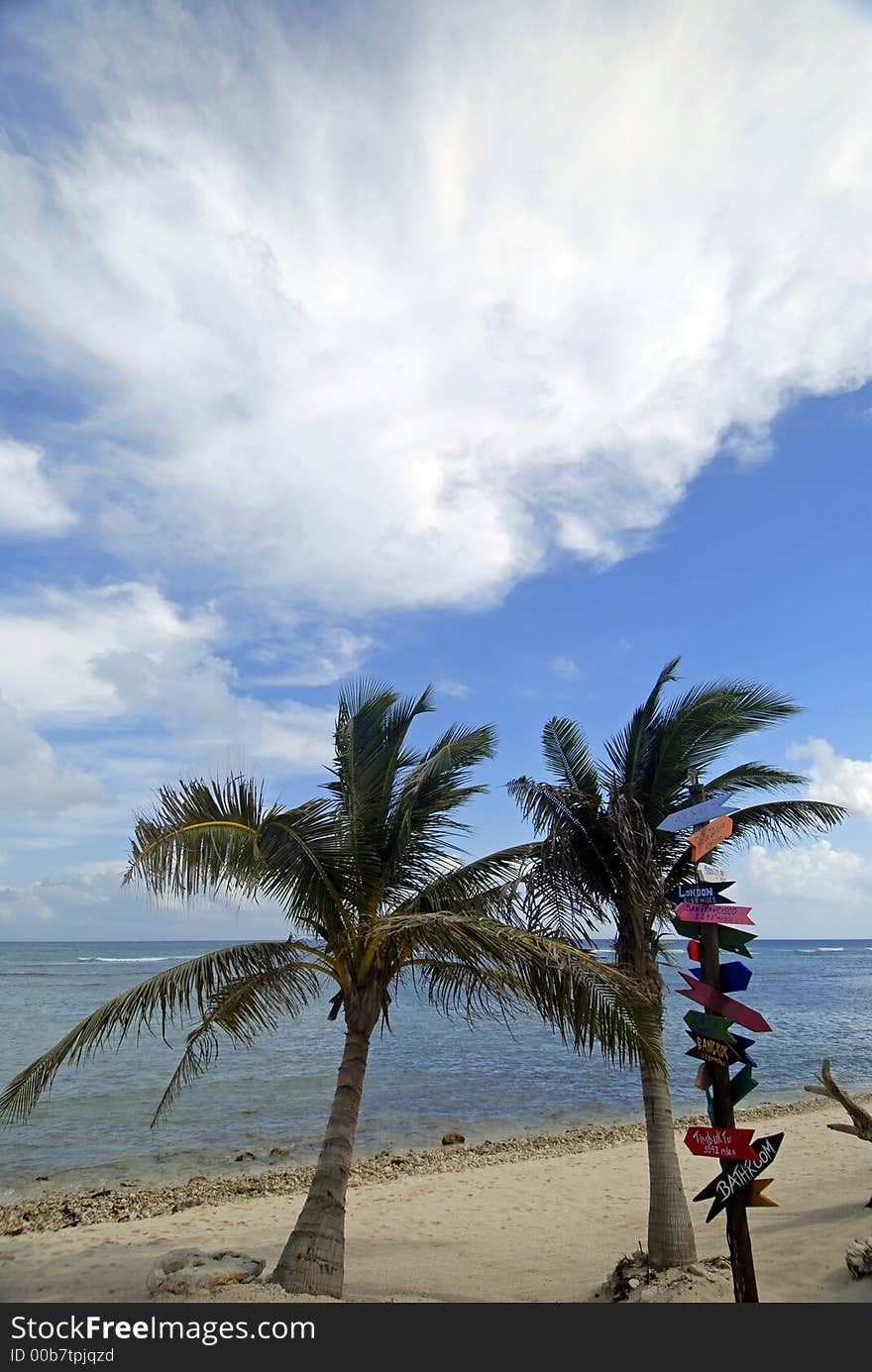 Palms trees on beach in Mexico. Palms trees on beach in Mexico