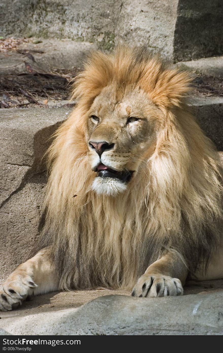 The lion at Brookfield zoo. The lion at Brookfield zoo