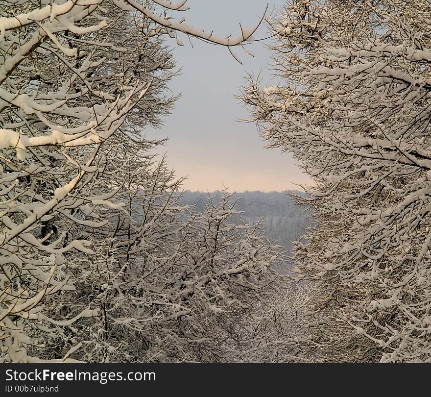 Winter landscape with snowy forest seen from branches. Winter landscape with snowy forest seen from branches