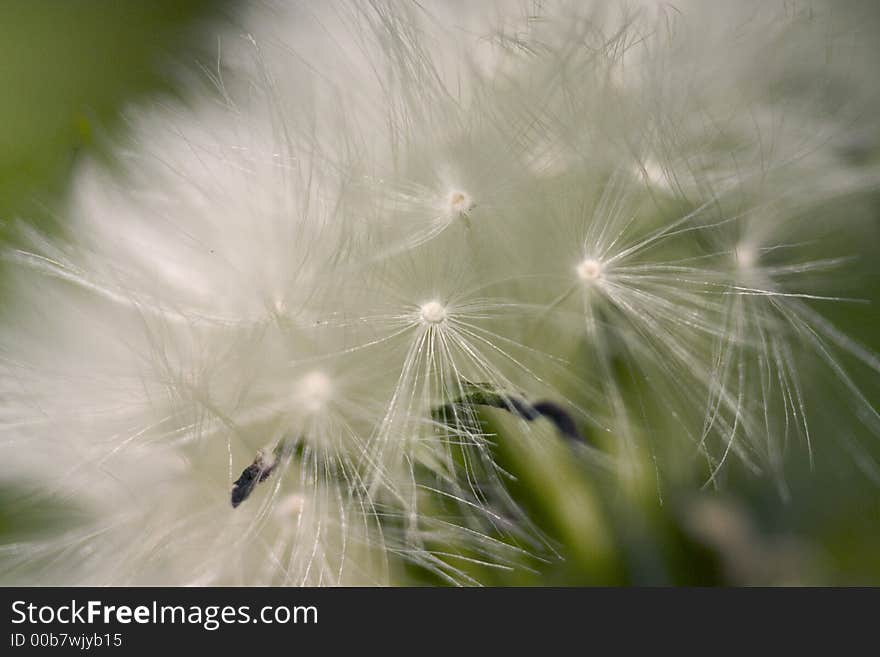 Close up of a White dandelion. Close up of a White dandelion