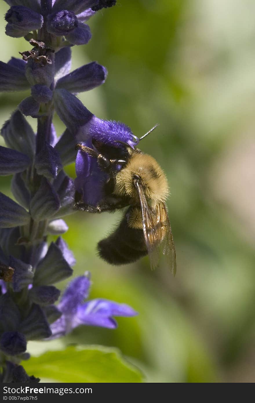 Bee working in a field. Bee working in a field