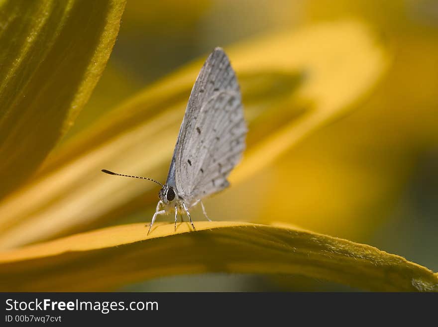 The butterfly sitting on a flower. The butterfly sitting on a flower