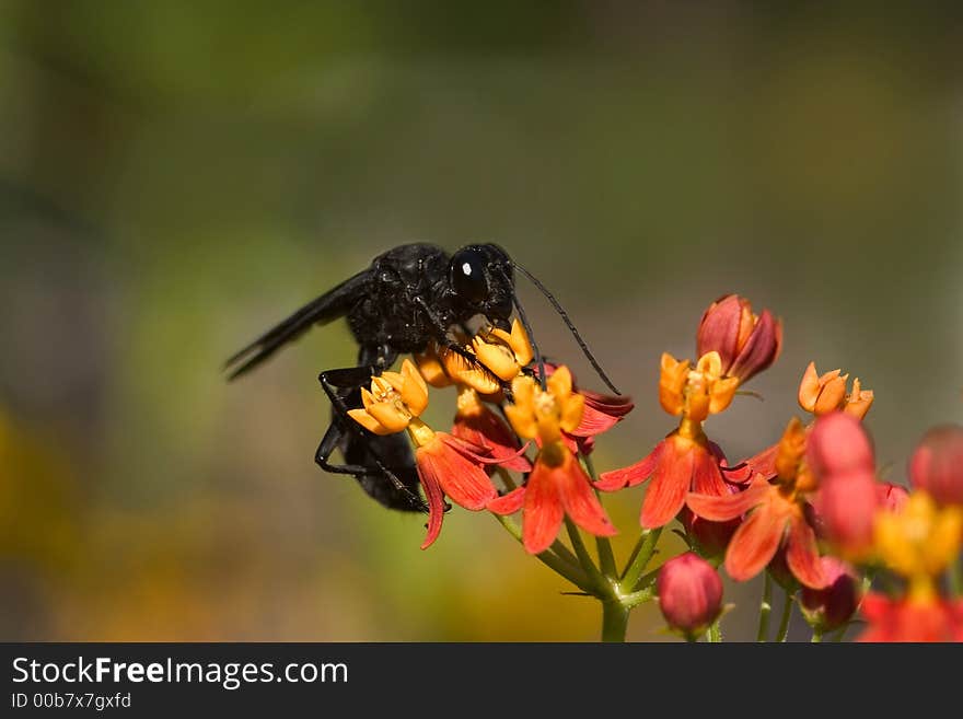 Black wasp on the flowers. Black wasp on the flowers
