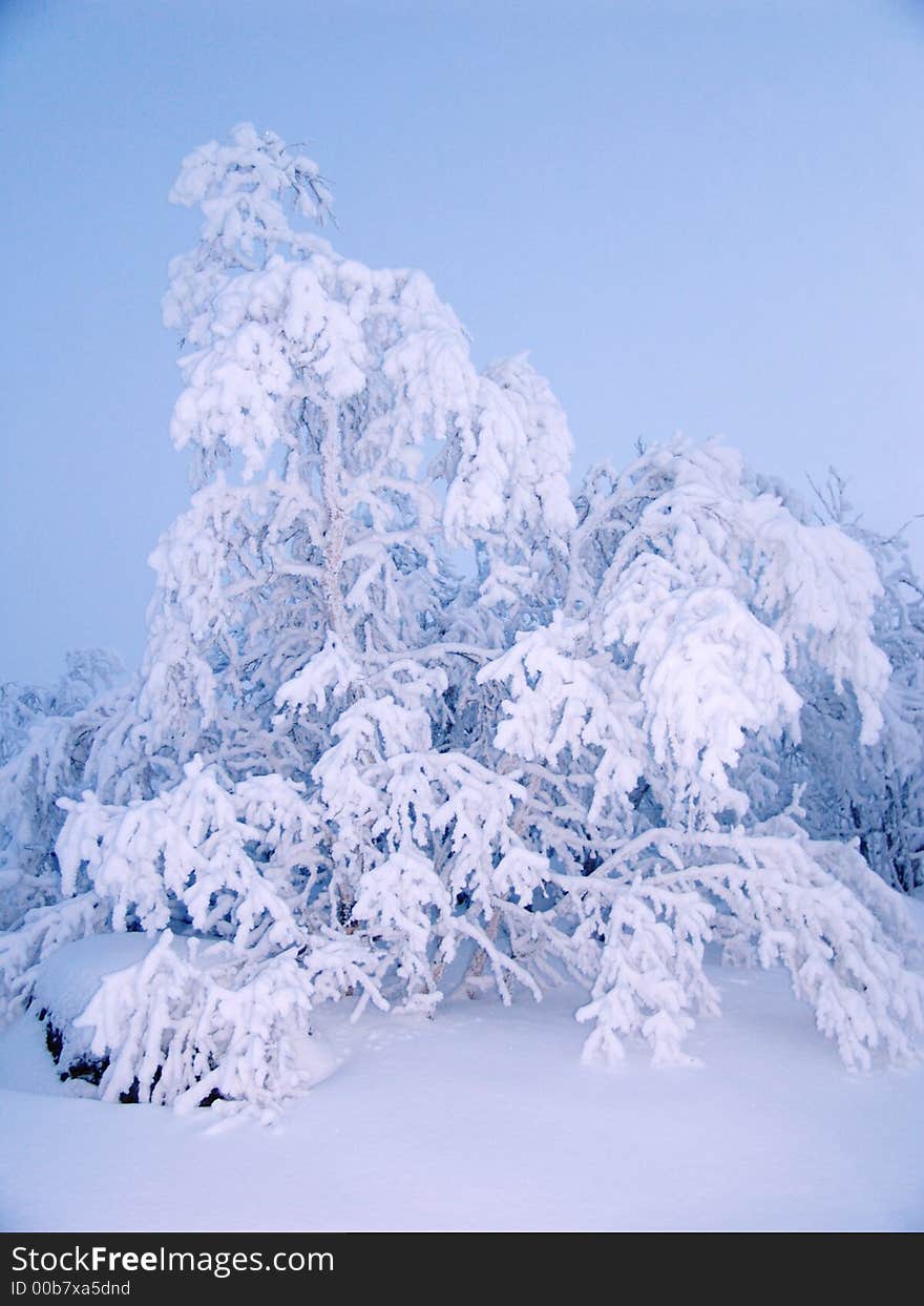 Hoarfrost and snow 02