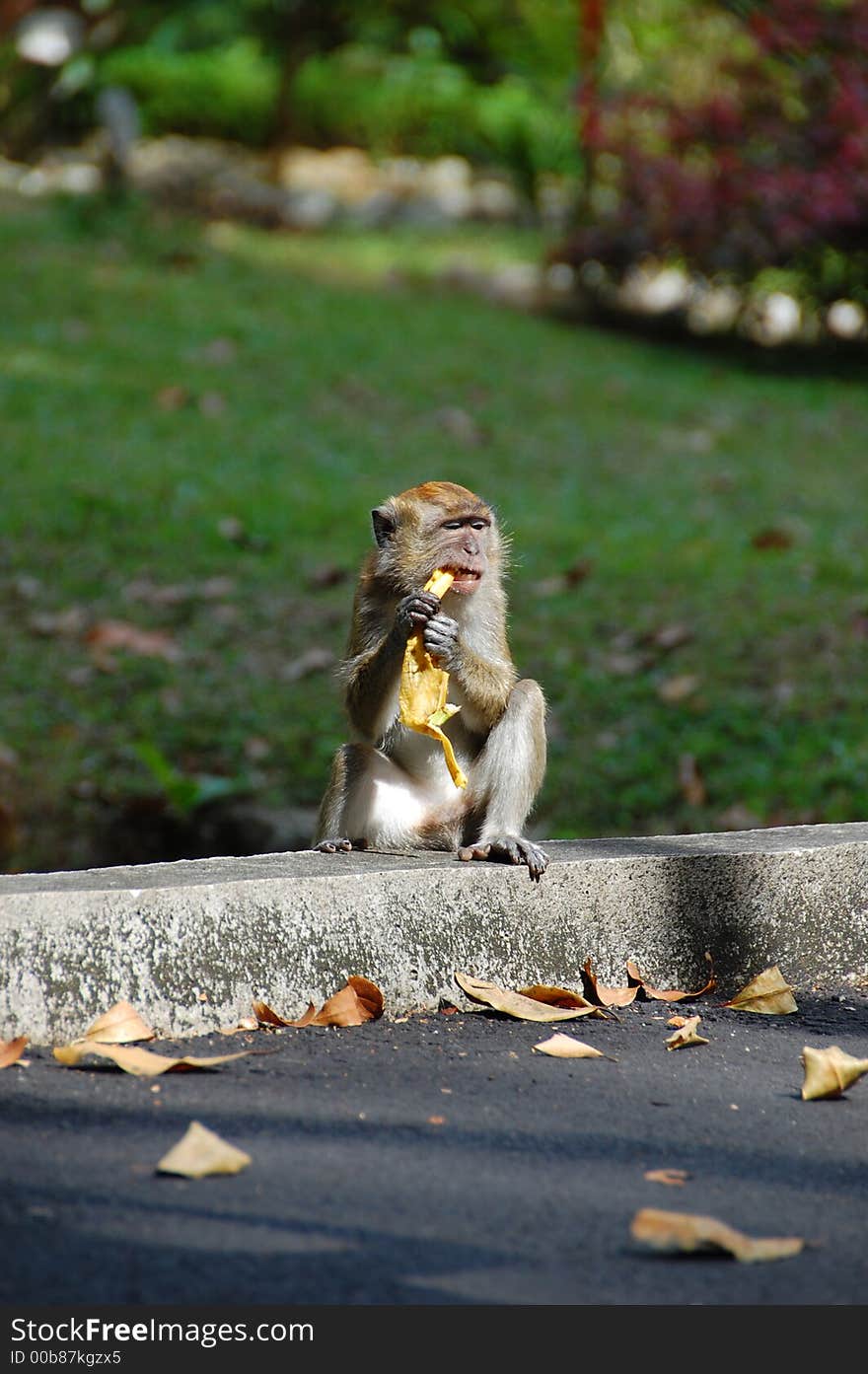 Young monkey eating banana at botanical garden