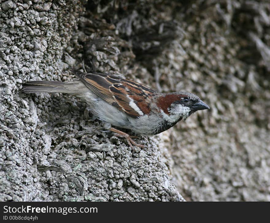 House Sparrows are actually large finches.They are usually seen in small to medium-sized groups, but may occur in huge numbers.