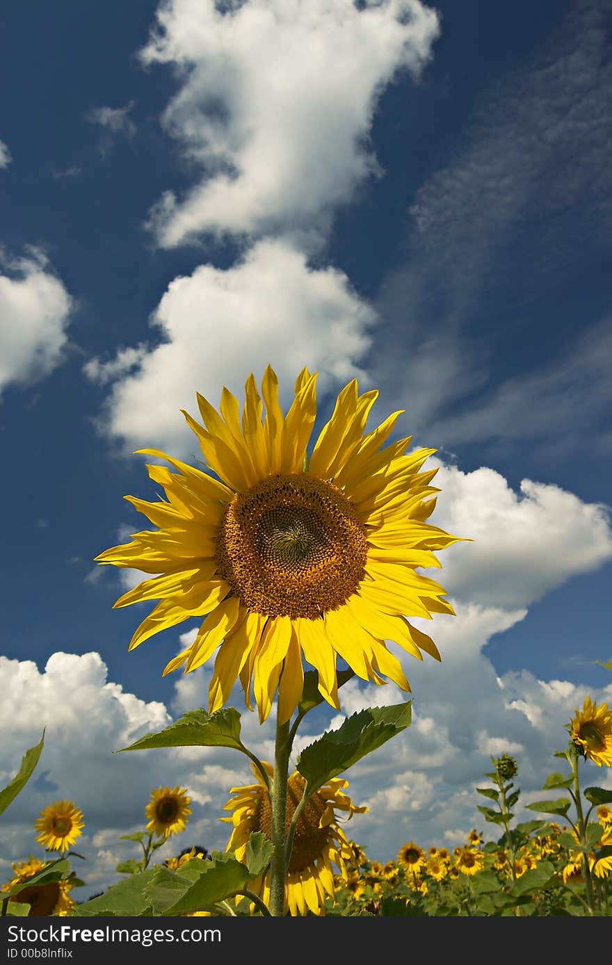 Field Of Sunflowers With Sky And Clouds.