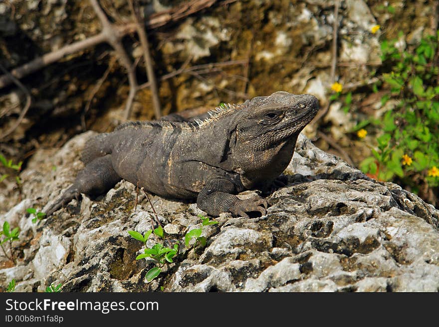 Close-up full of details of iguana body. Close-up full of details of iguana body