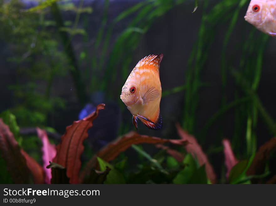 The Discus Fish N1