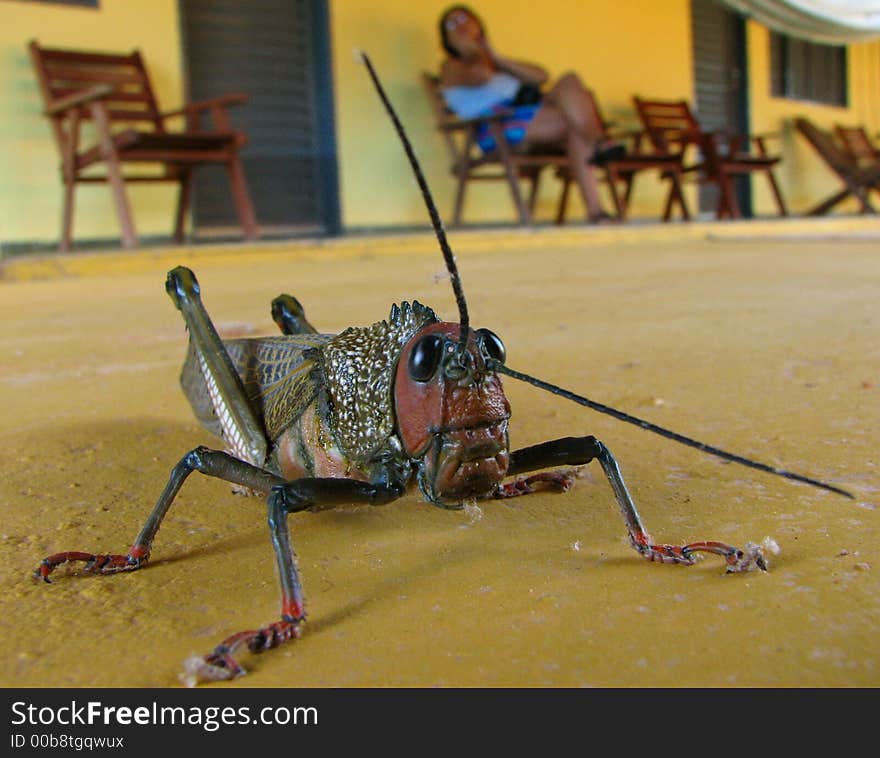 One grasshopper looks into the camera like a model. One grasshopper looks into the camera like a model.