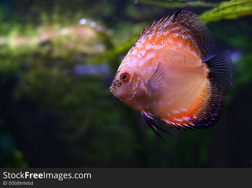 The discus fish in 200 l aqarium, artificial lighting, serial shooting. The discus fish in 200 l aqarium, artificial lighting, serial shooting