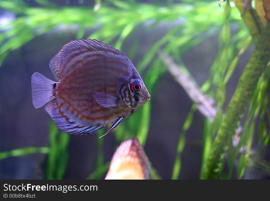 The discus fish in 200 l aqarium, artificial lighting, serial shooting. The discus fish in 200 l aqarium, artificial lighting, serial shooting