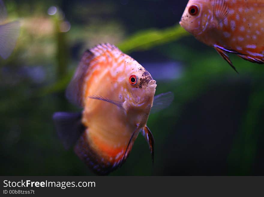 The discus fish in 200 l aqarium, artificial lighting, serial shooting. The discus fish in 200 l aqarium, artificial lighting, serial shooting