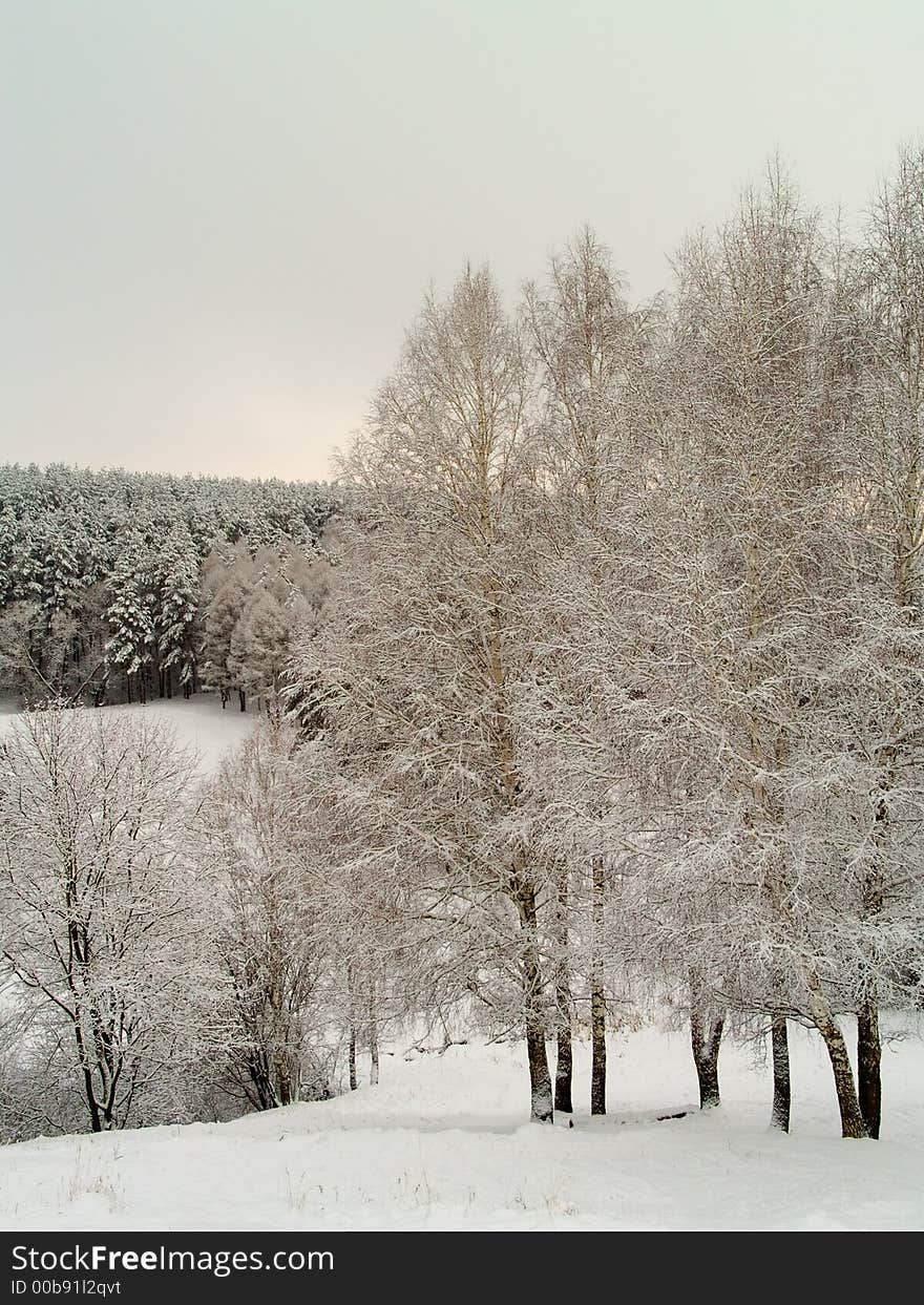 Vertical winter landscape with snowy forest and pines