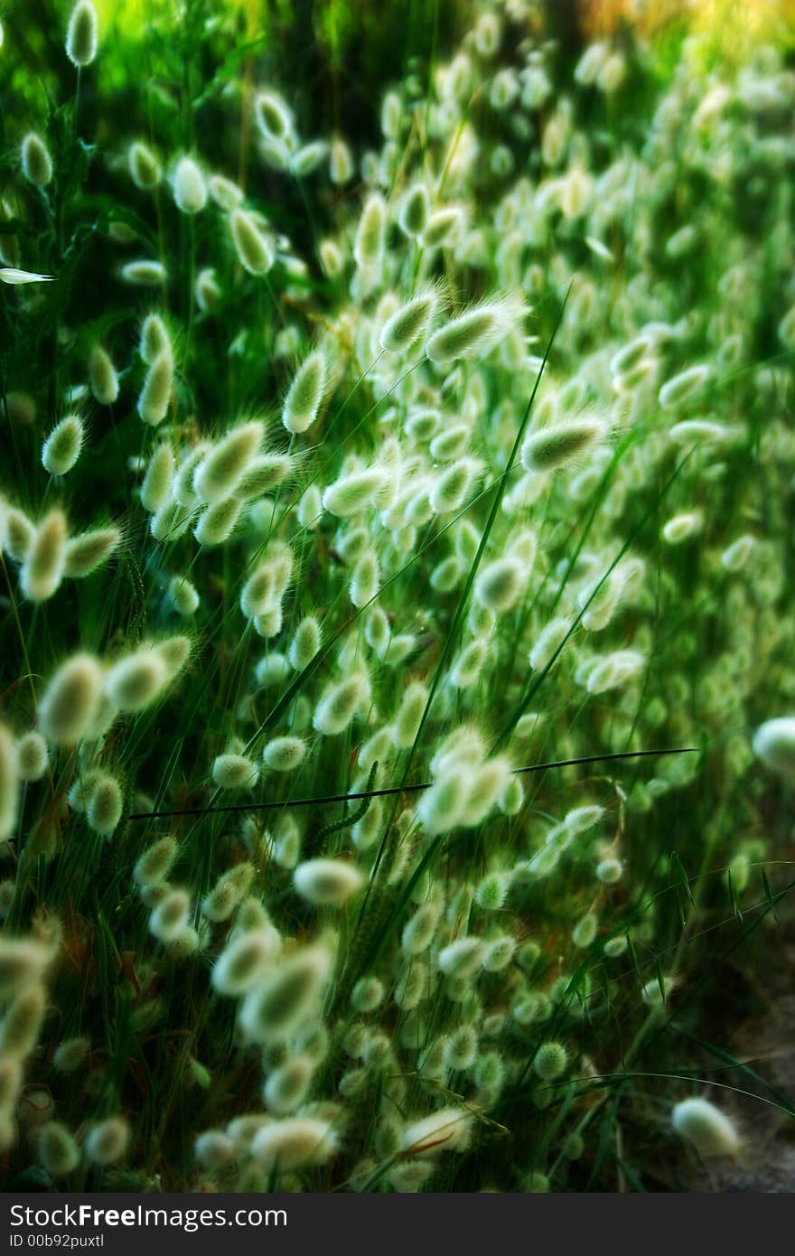 Natural plant of Camargue, France