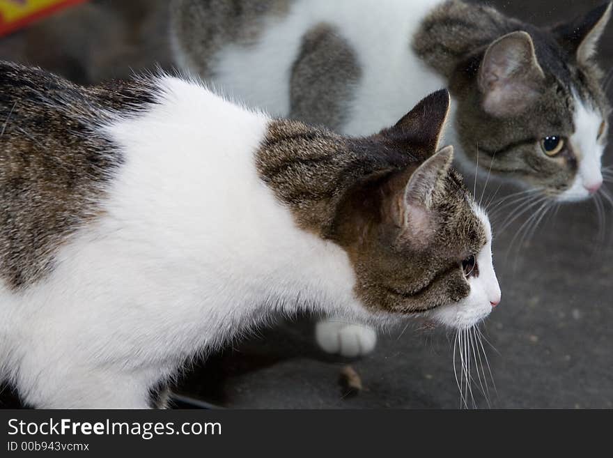 Some cat with beautiful look and her reflection.