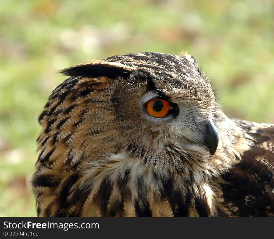 Eagle owl on a summers day